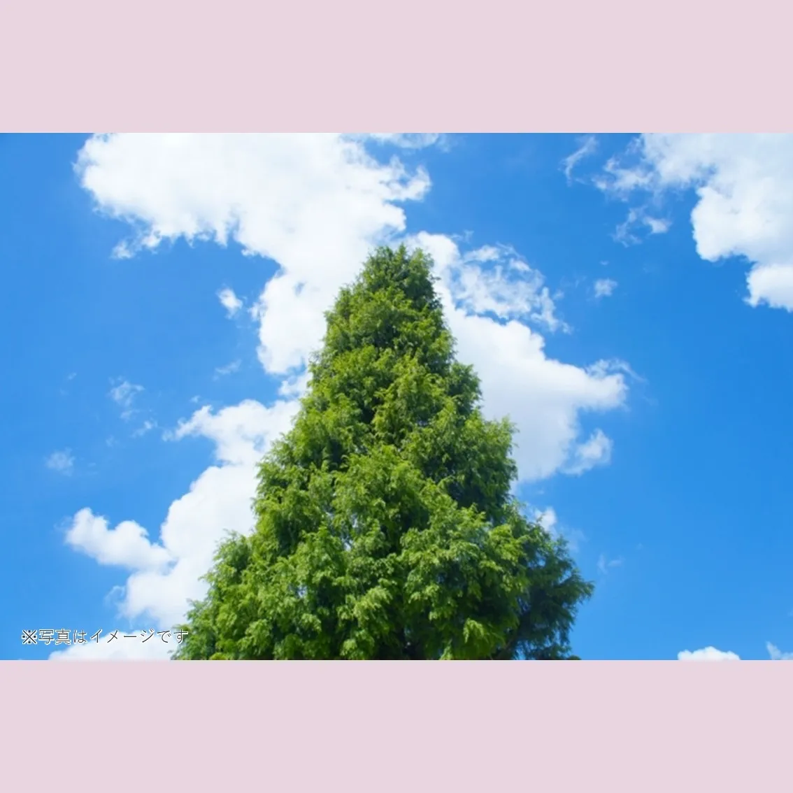 最近よく聞く「樹木葬」とは？特徴についてご紹介します！